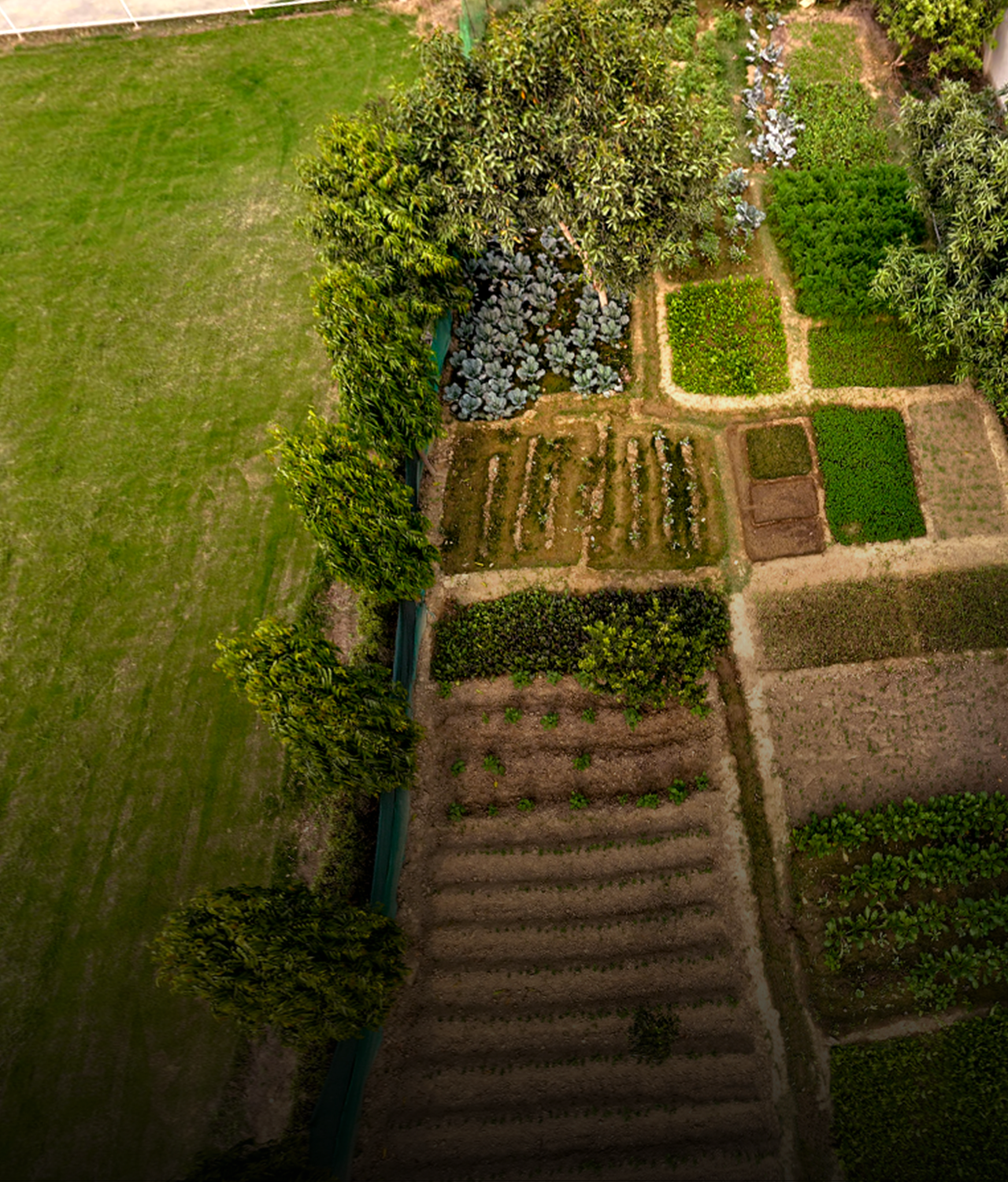 Kitchen Garden
